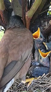 7.8K views · 82 reactions | Myna bird is cleaning the nest of babies | Review Birds News | Facebook