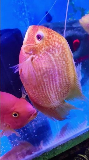 Stunning Red Spotted Severum 4K! | Cichlid Community Tank 🐠 part 3