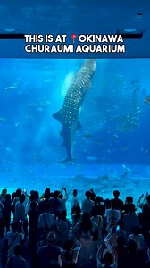 Have you ever seen #aquarium like this? Wow! #shark #whale #whaleshark #okinawa #japan #travel #churaumiaquarium #sealife | adrianwidjy
