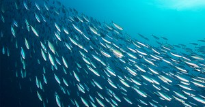 The growing problem of wastewater in oceans and coastal habitats | Xylem US