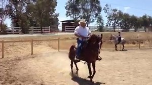 20 reactions · 6 comments | The Heart Of The Horse Therapy Ranch was the Recipient of the Paso Fino Horse Shows Fund Raising Team. They raised $765. Dollar! Thank You | "The Heart Of The Horse Therapy Ranch" | Facebook
