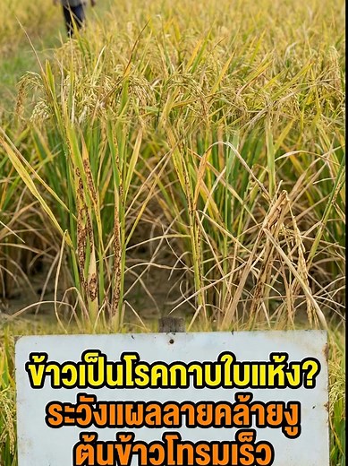 หยุดปัญหากาบใบแห้งในนาข้าวอย่างมีประสิทธิภาพ ช่วยให้ต้นข้าวแข็งแรงสมบูรณ์และได้ผลผลิตดี #ชาร์คมัยซิน #โรคกาบใบแห้ง #เกษตรปลอดภัย