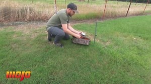 Our Elite Series Dove, built on our popular patented system, uses an independent motorized housing wrapped in a lifelike flexible dove body. This makes it faster, smoother, quieter, and more user-friendly. #SeptemberIsComing #doveseason #mojodove #dovehunting #wingshooting #mojooutdoors #mojotv | Mojo TV