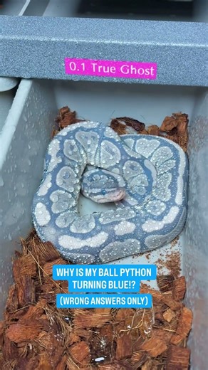 Why is my Ball Python turning BLUE!? Wrong Answers Only💙😂
