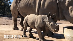 27K views · 71K reactions | Meeka the white rhino calf from Taronga Western Plains Zoo is celebrating her first lap around the sun and oh, how she's grown! Weighing 74kgs at birth Meeka now weighs an impressive 400-500kg and according to keepers is an incredibly confident and tenacious calf who enjoys spending quality time with mum, Mopani. Let's all join in wishing this not so little one a big happy birthday! #forthewild #tarongatv | Taronga Zoo Sydney | Facebook