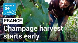 1.2K views · 55 reactions |  The harvesting of grapes in #France's  #Champagne region and in vineyards across the country has already begun, far earlier in the season than is normal – a result of the extreme heat seen across #Europe this summer. The warming weather may soon start forcing changes to how the famous sparkling wine is produced. Take a look ⤵️ | FRANCE 24 English | Facebook