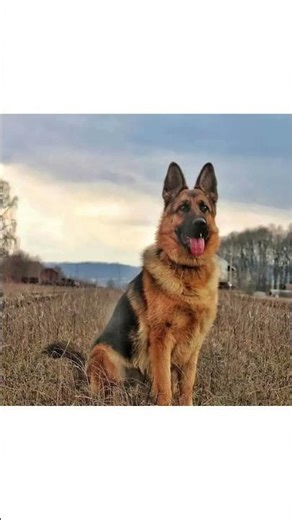 Dog Training 101: How to Train ANY DOG the Basics