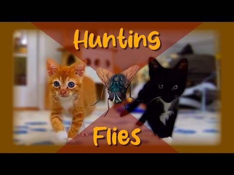 Hunting Flies — (Kitten Academy class “Cutensils”)