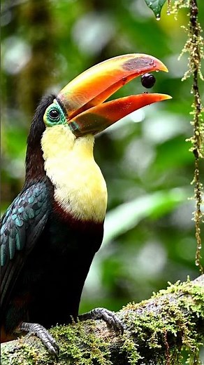 Toucan Long Beak Bird Eating Fruit 🐦🍓 | Colorful Jungle Bird Close-Up | Ultra Realistic 4K #Toucan