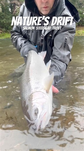 🏀 He Got Game 🥜 Steelhead #fishing #washington #troutfishing #flyfishing #simmsfishing