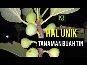 Kelebihan Pohon Tin yang Jarang diKetahui ✅