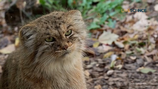 Pallas's cat, also known as a manul, is a feline from Central Asia that yelps like a small dog and has such short legs that it sometimes struggles to run after prey. | LiveScience