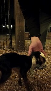 52K views · 1.5K reactions | The CUTEST Baby Goats! | Gold Shaw Farm | Facebook