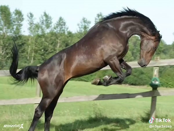Watch These Amazing Animals Running in Nature
