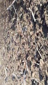 Our satisfied Bulgarian client sent us a short video showing the work of his newly purchased Rolmako SpringExpert 7.5m mulch harrow. Machine of this type enables working with a large working width at high speed with relatively low power demand and low fuel consumption. Rolmako SpringExpert is available in working widths of 6.00 m, 7.5 m and 9.00 m. The machine can be optionally equipped with OFAS 460mm cutting discs or the ProCut knife roller also combination with APV aftercrop seeder is availab