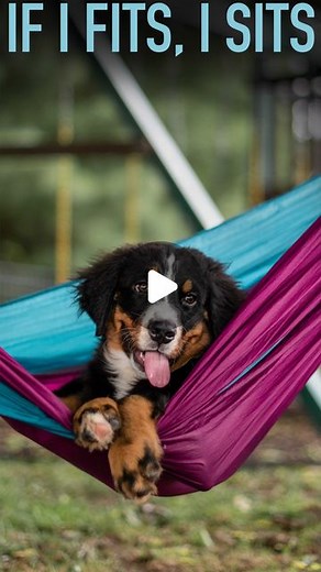 The Berner Bunch | Rescue Bernese Mountain Dogs on Instagram: "If I fits, I sits 😌 PS. Weller has a giant toy box.... he just thinks it’s a lot more fun to play with and sit in the small ones. ✨ inspo: @ducks_in_space_ #thebernerbunch #bernesemountaindog #angeleyes #petsofinstagram #dogsofinstagram #floofsofinstagram #weeklyfluff #puppydays #lifewithdogs #funnydogs #cutenessoverload #ilovemydogs #funnydogvideos #cutedogvideos #doggos #puppyvideo #cutestpets"
