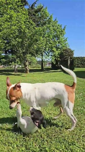 Two puppies in an endless loop 🐶🔁 (too cute to stop watching)