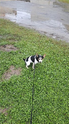 8745. Pee on cue on lead distractions curlew birds wildlife rain 6 March 2026 AK