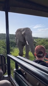 15K views · 555 reactions | Up close and personal  : Instagram/wildlyafrica | Thatʼs Amazing | Facebook