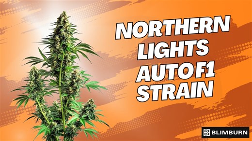 NORTHERN LIGHTS AUTO F1 STRAIN