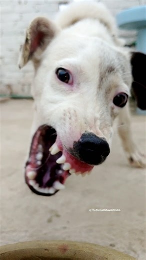 “Aggressive Dog Sound 🐶⚠️ | Angry Growling Warning”