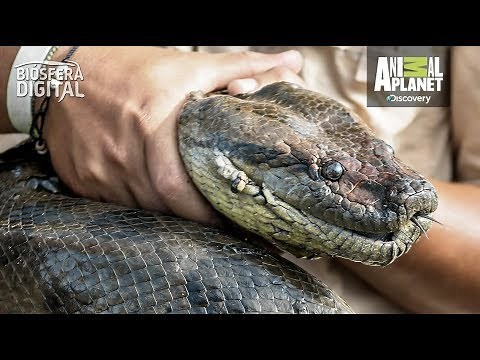 Las serpientes más grandes del mundo - Biósfera Digital