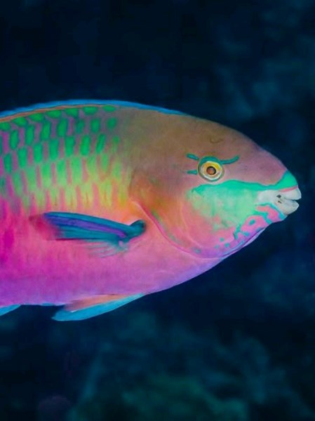 Sabbia dei Tropici: Segreti del Pesce Pappagallo