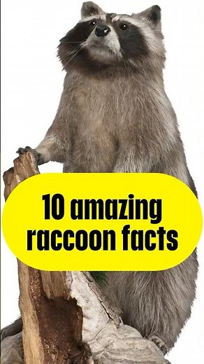 "10 amazing raccoon facts" #Raccoon #Facts #shorts