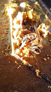 6.7K views · 397 reactions | The sunlight was hitting the bees in such a cool way as they collected propolis. They packed it onto their legs before taking it back to the hive. #propolis #honeybees #beekeeping | Swarmstead Bees and Gardening | Facebook