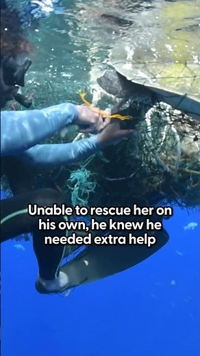 Tour Guide Stops His Tour To Save Sea Turtle Stuck In Net | The Dodo