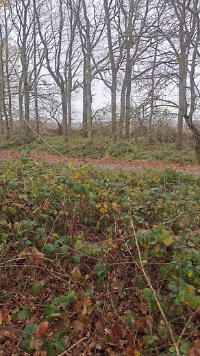 1.2K views · 33 reactions | FTAW Laycan's twilight sparkle Udover at...