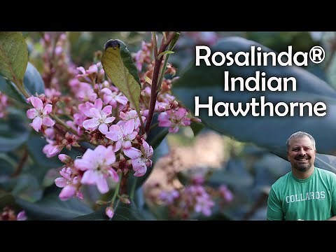 Rosalinda® Indian Hawthorne - Raphiolepis indica