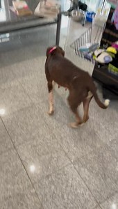 4.3K views · 365 reactions | Here’s an update on Fawn, the very thin...