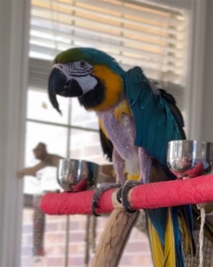 After decades alone, this parrot finally learns to trust — and won’t stop talking #macawrescue #rescuedparrot #animalrescue #parrotlove #cuddlebuddies | Cuddle Buddies