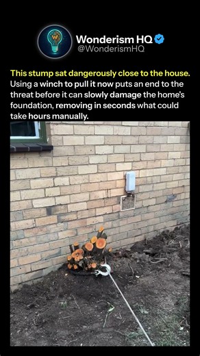 The Fastest Way to Remove a Tree Stump