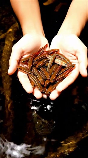 Hundreds of Baby Snakeheads
