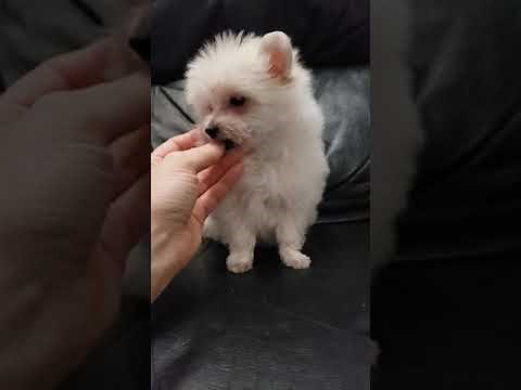 Porkie pomeranian yorkie puppy