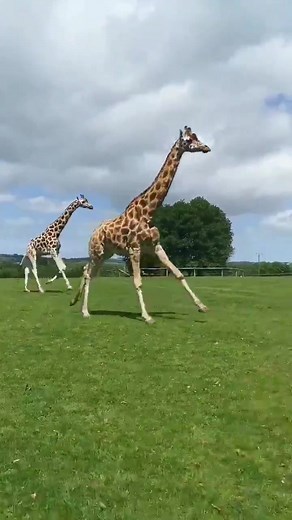 fotawildlife on TikTok