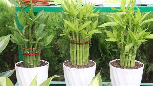 Como plantar bambu-da-sorte e trazer prosperidade para sua casa