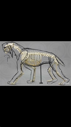Speech drawing: a Smilodon.