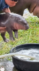 The rescued sparrow insists on staying at my house.#foryou #animals #sparrow #cute #rescue | Loveanimals69