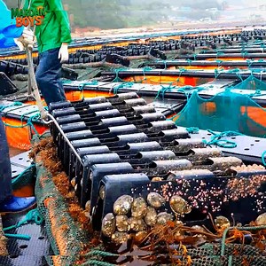 1.5M views · 18K reactions | Making Process Abalone Rice Porridge | Ultra Process | Facebook