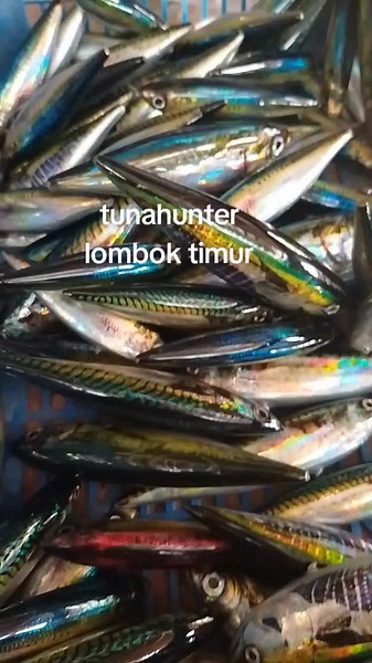 Tuna hunter on TikTok