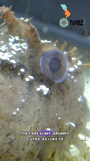 The fish that's so ugly it's cute?! || Tumble #science #podcast #toadfish