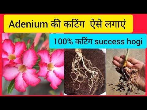 "Adenium Cutting Propagation: Step-by-Step guide