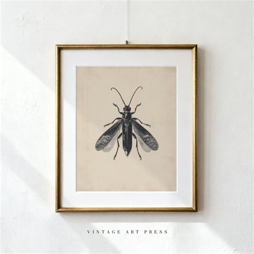 Vintage Entomology Insect Fly Art Print, Victorian Scientific Illustration Drawing, Rustic Cottage Study Wall Decor, Digital Download 145 - Etsy