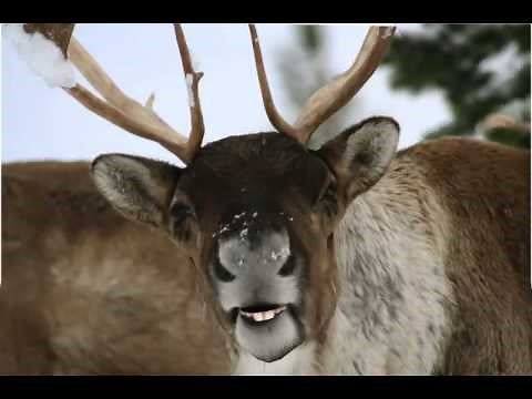Reindeer Talking