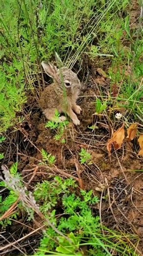 The life of wild rabbits #wildlife #animals