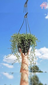 💜 String of banana succulent plant care Read more: https://asucculent.com/30-types-of-trailing-string-succulents-pictorial-guide/ | Houseplant Tribe