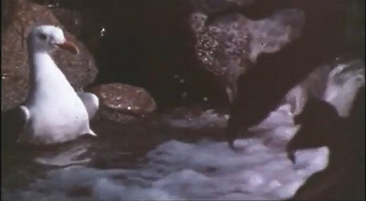 Jonathan Livingston Seagull (1973)